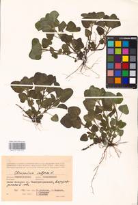 MHA 0 156 619, Clinopodium vulgare L., Eastern Europe, Lower Volga region (E9) (Russia)