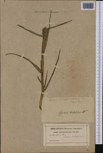 Cenchrus tribuloides L., America (AMER) (Not classified)