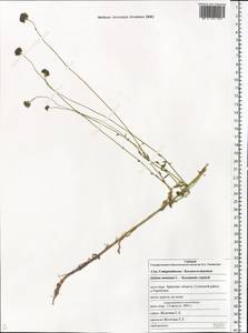 Jasione montana L., Eastern Europe, Western region (E3) (Russia)