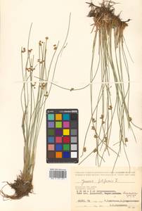 Juncus filiformis L., Siberia, Chukotka & Kamchatka (S7) (Russia)