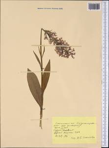 Orchidaceae, America (AMER) (United States)