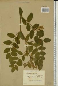 Astragalus glycyphyllos L., Eastern Europe, Belarus (E3a) (Belarus)