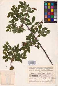 Rosa acicularis Lindl., Eastern Europe, Northern region (E1) (Russia)