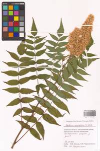 Sorbaria sorbifolia (L.) A.Braun, Eastern Europe, North-Western region (E2) (Russia)
