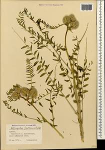 Astragalus macrocephalus subsp. finitimus (Boiss.) Chamberlain, Caucasus, Armenia (K5) (Armenia)