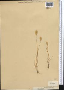 Polypogon maritimus Willd., Middle Asia, Muyunkumy, Balkhash & Betpak-Dala (M9) (Kazakhstan)