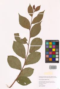 Ulmus davidiana var. japonica (Rehder) Nakai, Siberia, Russian Far East (S6) (Russia)