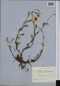 Tripleurospermum caucasicum (Willd.) Hayek, Western Europe (EUR) (Bulgaria)
