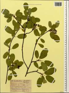 Amelanchier ovalis Medik., Caucasus, Stavropol Krai, Karachay-Cherkessia & Kabardino-Balkaria (K1b) (Russia)
