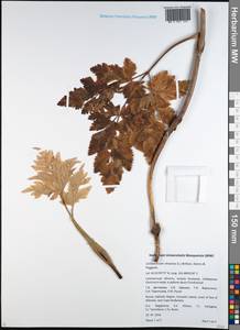 Kreidion chinensis (L.) Raf., Siberia, Russian Far East (S6) (Russia)