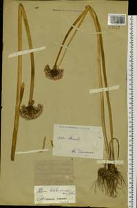 Allium ledebourianum Schult. & Schult.f., Siberia, Western (Kazakhstan) Altai Mountains (S2a) (Kazakhstan)
