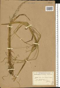 Arrhenatherum elatius (L.) P.Beauv. ex J.Presl & C.Presl, Eastern Europe, Central forest-and-steppe region (E6) (Russia)