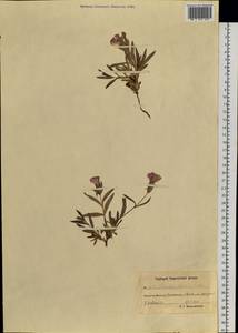 Dianthus repens, Siberia, Chukotka & Kamchatka (S7) (Russia)