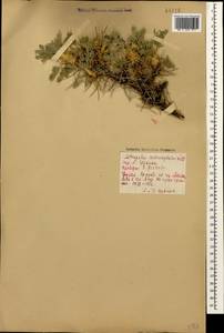 Astragalus denudatus Stev., Caucasus, Georgia (K4) (Georgia)
