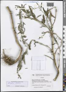 Atriplex patens (Litv.) Iljin, Eastern Europe, Eastern region (E10) (Russia)