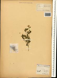 Geranium robertianum L., Caucasus, Abkhazia (K4a) (Abkhazia)