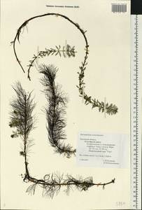 Myriophyllum verticillatum L., Eastern Europe, Central region (E4) (Russia)