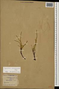 Equisetum ramosissimum Desf., Caucasus, Krasnodar Krai & Adygea (K1a) (Russia)