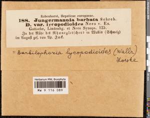 Barbilophozia lycopodioides (Wallr.) Loeske, Bryophytes, Bryophytes - Western Europe (BEu) (Switzerland)