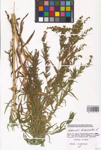 Artemisia dracunculus L., Eastern Europe, Moscow region (E4a) (Russia)