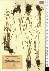 Alopecurus ponticus K.Koch, Caucasus, Stavropol Krai, Karachay-Cherkessia & Kabardino-Balkaria (K1b) (Russia)