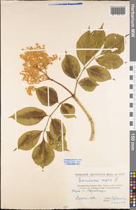 Sambucus nigra L., Eastern Europe, North Ukrainian region (E11) (Ukraine)