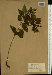 Lycopus europaeus L., Eastern Europe, Lower Volga region (E9) (Russia)