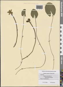 Nuphar pumila (Timm) DC., Eastern Europe, Northern region (E1) (Russia)