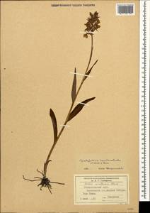 Dactylorhiza urvilleana (Steud.) H.Baumann & Künkele, Caucasus, Stavropol Krai, Karachay-Cherkessia & Kabardino-Balkaria (K1b) (Russia)