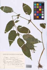 Circaea lutetiana L., Eastern Europe, Eastern region (E10) (Russia)