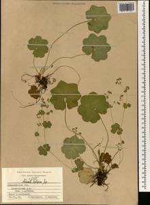 Alchemilla heptagona Juz., Eastern Europe, Central region (E4) (Russia)