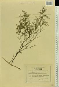 Astragalus arenarius L., Eastern Europe, Lithuania (E2a) (Lithuania)