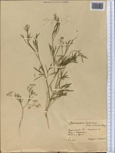 Pimpinella leptoclada (Aitch. & Hemsl.) Mousavi, Mozaff. & Zarre, Middle Asia, Karakum (M6) (Turkmenistan)