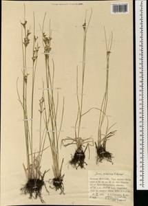 Juncus orchonicus Novikov, Mongolia (MONG) (Mongolia)