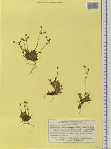 Cerastium bialynickii A. Tolm., Siberia, Central Siberia (S3) (Russia)