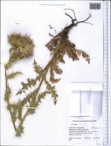 Cirsium, Middle Asia, Western Tian Shan & Karatau (M3) (Kyrgyzstan)