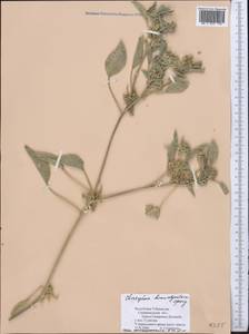 Chrozophora tinctoria (L.) A.Juss., Middle Asia, Pamir & Pamiro-Alai (M2) (Uzbekistan)