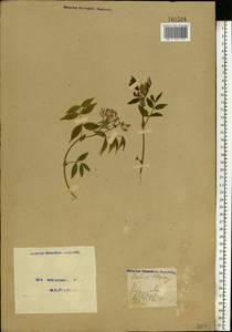 Lathyrus vernus (L.) Bernh., Eastern Europe, Moscow region (E4a) (Russia)