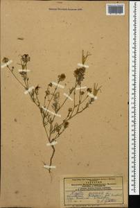 Nigella arvensis L., Caucasus, Azerbaijan (K6) (Azerbaijan)