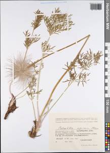 Pulsatilla pratensis subsp. ucrainica (Ugr.) Grey-Wilson, Eastern Europe, Lower Volga region (E9) (Russia)