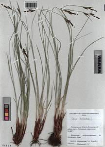 KUZ 002 378, Carex tomentosa L., Siberia, Altai & Sayany Mountains (S2) (Russia)