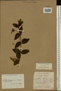 Vinca minor L., Eastern Europe, South Ukrainian region (E12) (Ukraine)