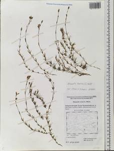 Pseudocherleria laricina (L.) Dillenb. & Kadereit, Siberia, Russian Far East (S6) (Russia)