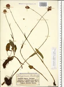 Bistorta carnea (K. Koch) Kom., Caucasus, Stavropol Krai, Karachay-Cherkessia & Kabardino-Balkaria (K1b) (Russia)