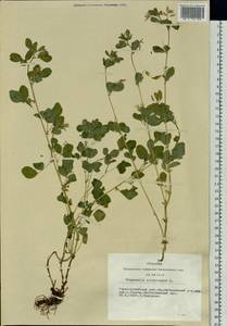 Medicago platycarpos (L.) Trautv., Siberia, Altai & Sayany Mountains (S2) (Russia)