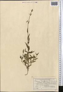 Asyneuma argutum subsp. argutum, Middle Asia, Pamir & Pamiro-Alai (M2) (Kyrgyzstan)
