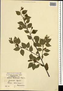 Betula raddeana Trautv., Caucasus, South Ossetia (K4b) (South Ossetia)