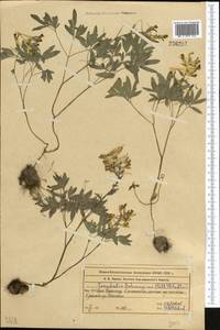 Corydalis schanginii (Pall.) B. Fedtsch., Middle Asia, Western Tian Shan & Karatau (M3) (Kazakhstan)