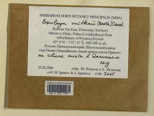 Boulaya mittenii (Broth.) Cardot, Bryophytes, Bryophytes - Russian Far East (excl. Chukotka & Kamchatka) (B20) (Russia)