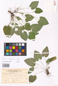 Viola ×interjecta Borbás, Eastern Europe, Moscow region (E4a) (Russia)